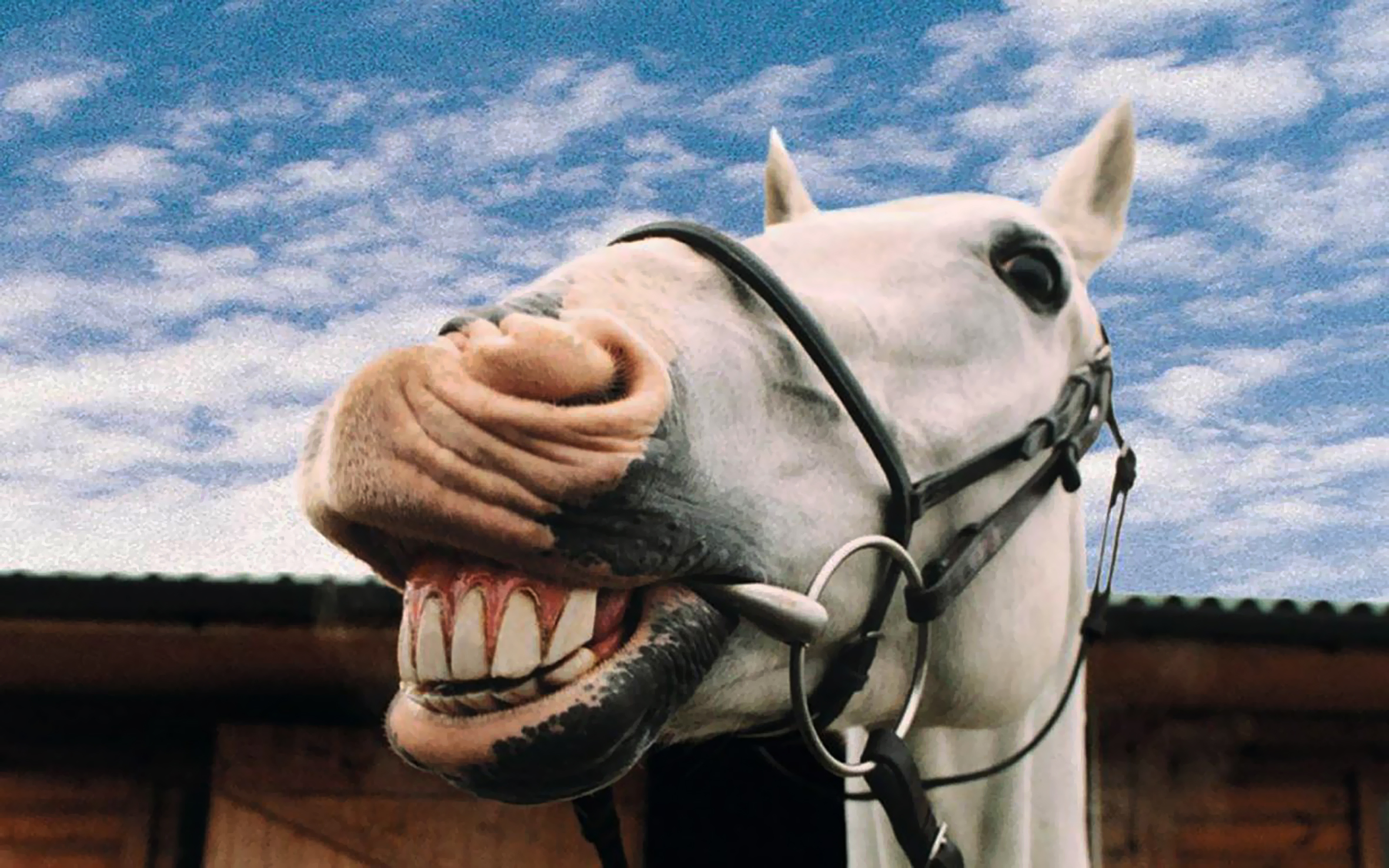 cavalo-a-sorrir