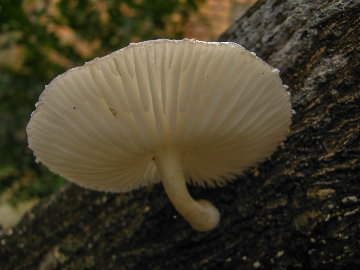 zé-rico-cogumelos