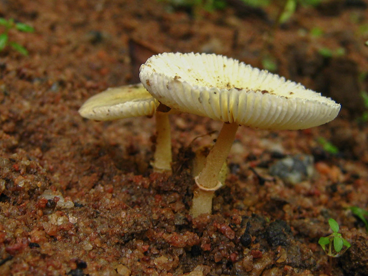 cogumelos-zé-rico
