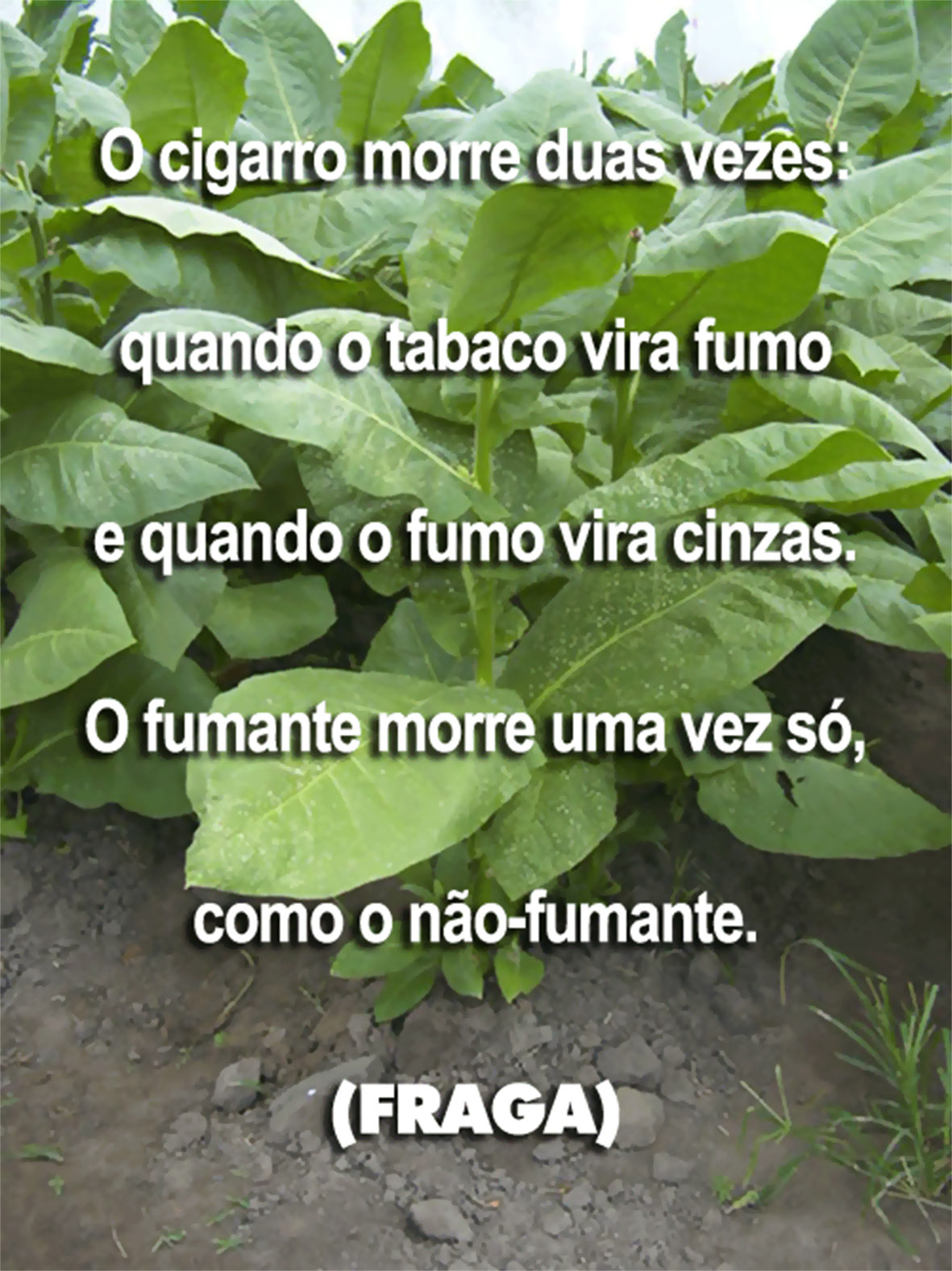FRAGA-Dia-Sem-Tabaco